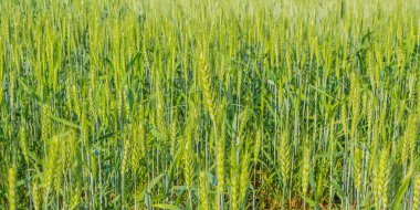 Armut için yeşil arpa tarlası gündüz görüntüsü