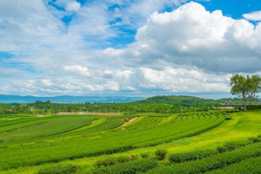 Boon Rawd Çiftliği 'ndeki çay tarlası görüntüsü Tayland' ın en büyük çay üretiminden biridir, Chiang Rai.