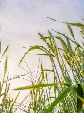 Armut için yeşil arpa tarlası gündüz görüntüsü