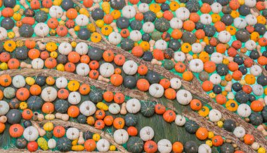 Arkaplan kullanımı için duvardaki birçok balkabağı dekorasyonunun resmi.