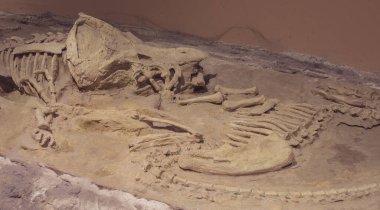 Triceratops fosil dinozor iskelet model oyuncağı kaya arka planda.