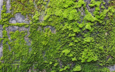 Arkaplan kullanımı için eski yosunlu duvarın gündüz görüntüsü.