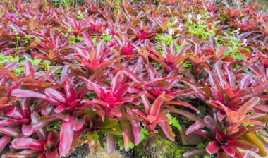 Bromeliad 'ın esrar zamanındaki görüntüsü.