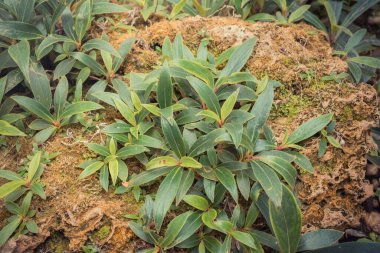 Arkaplan kullanımı için yeşil yaprak duvarının klasik ton görüntüsü.