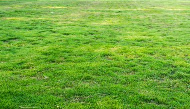 arkaplan kullanımı için sabah saatinde yeşil çimen alanının görüntüsü