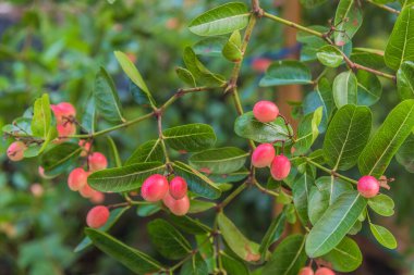 İsa 'nın dikenli meyvesi Ağaçta gün içinde.