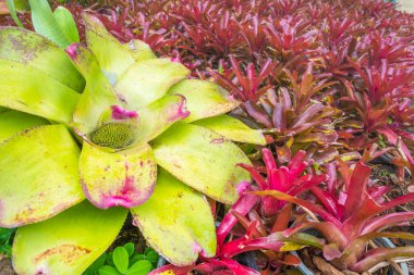 Bromeliad 'ın esrar zamanındaki görüntüsü.