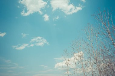 Arka plan için Tik Ormanı 'nın gündüz kuşağındaki klasik ton görüntüsü.