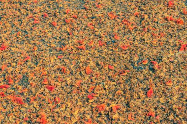 Turuncu Dhak çiçeğinin gündüz vakti çekilmiş klasik ton görüntüsü. .