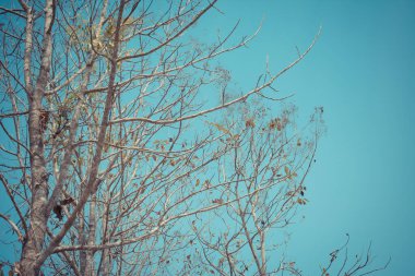 Arka plan için Tik Ormanı 'nın gündüz kuşağındaki klasik ton görüntüsü.