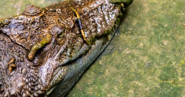 Yerde gündüz vakti küçük timsahın görüntüsünü kapat.