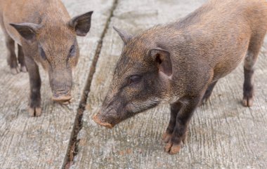 Gündüz vakti genç yaban domuzu görüntüsü.