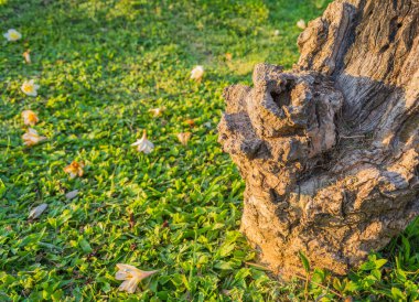 Plumeria Bagajı 'nın yakın plan çekimleri. Arka plan kullanımı için yere çiçek konmuş..