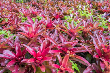 Bromeliad 'ın esrar zamanındaki görüntüsü.