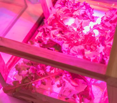 Ping renginin görüntüsü marul hidroponik çiftliğinde ışık üretiyor.