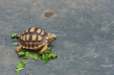 Sulcata Kaplumbağası plastik tankta sebze yiyor..