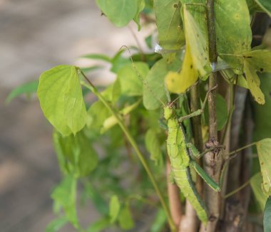 Ağaç yaprağında dev sopa çekirgesi resmi .