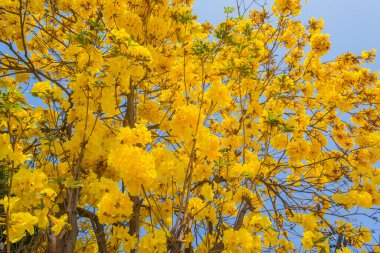 Altın ağaç (Sarı pui) gündüz vaktinde ve arkaplan için açık mavi gökyüzü.