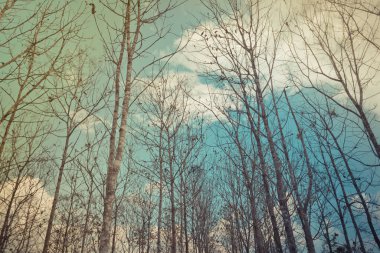 Arka plan için Tik Ormanı 'nın gündüz kuşağındaki klasik ton görüntüsü.