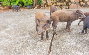 Gündüz vakti genç yaban domuzu görüntüsü.