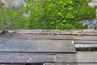 Arkaplan kullanımı için eski yosunlu duvarın gündüz görüntüsü.