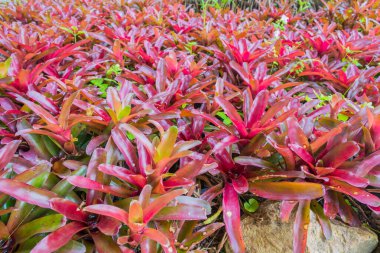 Bromeliad 'ın esrar zamanındaki görüntüsü.