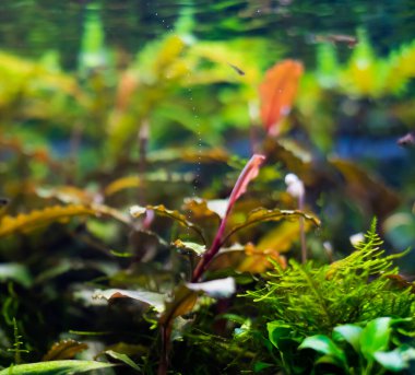 İçinde çeşitli su bitkileri bulunan akvaryum tankının görüntüsünü kapat..