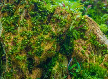 İçinde çeşitli su bitkileri bulunan akvaryum tankının görüntüsünü kapat..