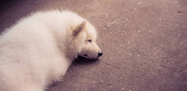 vintage tone image of dog(Japanese spitz) sleep on street.