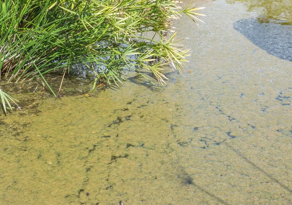 Immagine Dello Stagno Delle Acque Reflue Con Schiuma Sopra Acqua — Foto Stock