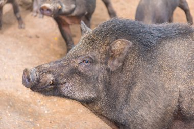 Yaban domuzu görüntüsü gündüz vakti.