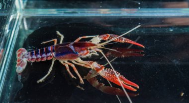 Havuzdaki kırmızı kerevitin yanına.