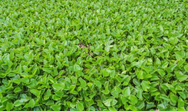 Suyun üzerinde yüzen sümbül görüntüsü.