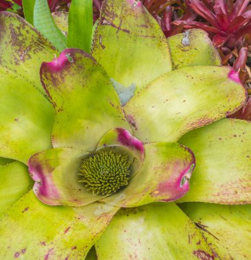 Bromeliad 'ın esrar zamanındaki görüntüsü.