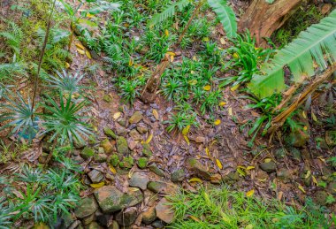 Arkaplan için orman zemin dokusunun gündüz görüntüsü.