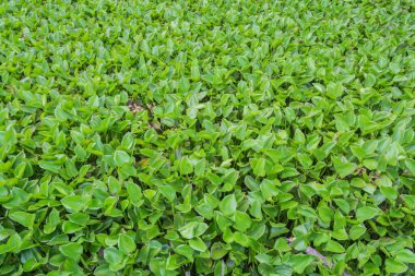 Suyun üzerinde yüzen sümbül görüntüsü.