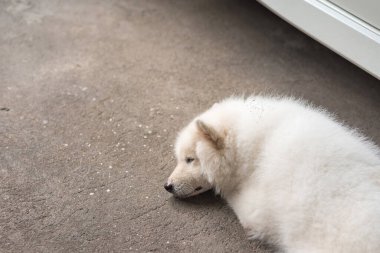 Köpek resmi (Japon tükürüğü) sokakta uyur.