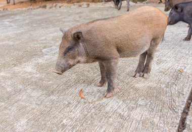 Gündüz vakti genç yaban domuzu görüntüsü.