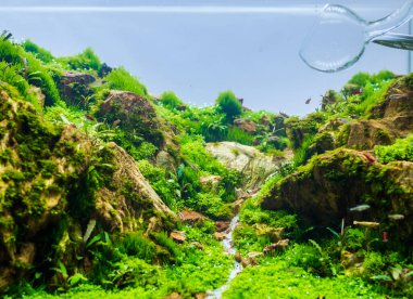 İçinde çeşitli su bitkileri bulunan akvaryum tankı görüntüsü.