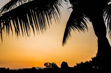 Arka planda hindistan cevizi ağacı ve günbatımı görüntüsü var..