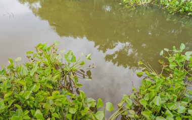 Suyun üzerinde yüzen sümbül görüntüsü.