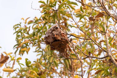 Ağaçta yapraklar olan turuncu karınca yuvası görüntüsü.