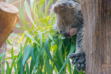 coala on eucalyptus tree day time.