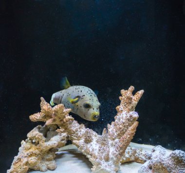 image of arothron dog face puffer fish in aquarium tank.