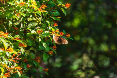 Bahçedeki portakal çiçeğinin üzerindeki kelebek görüntüsü. .