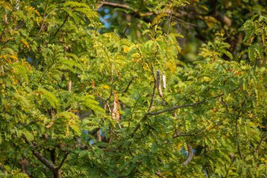 image of tamarind tree with new fruits on day time.