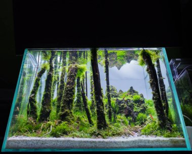 close up image of aquarium tank with a variety of aquatic plants and small fish inside.