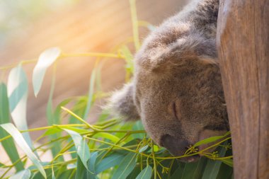 image of coala on eucalyptus tree day time. clipart