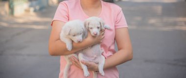 image of couple cute white puppy dog hugging on arm.
