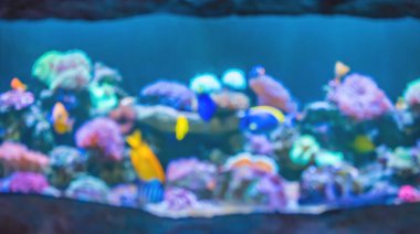 blur image of saltwater aquarium tank with fish and coral for background usage.